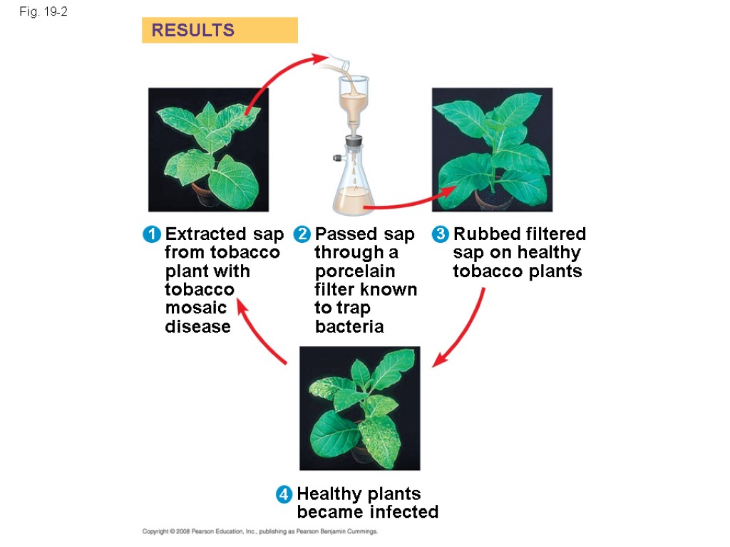 Fig. 19-2 RESULTS 1 2 3 Extracted sap from tobacco plant with tobacco mosaic